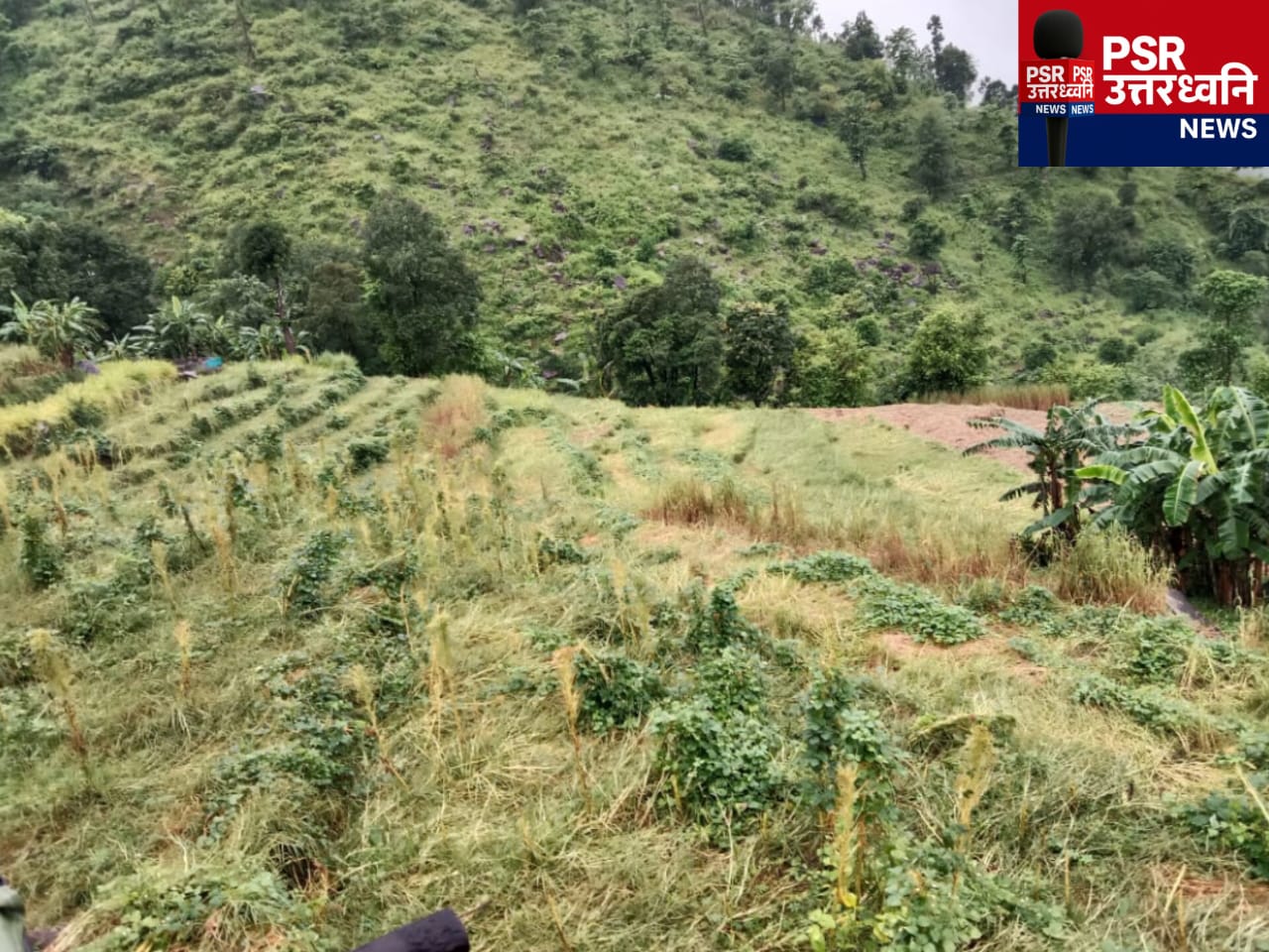 भारत-नेपाल सीमा पर फसल चौपट: बारिश और जंगली जानवरों ने मारा डंक, ग्रामीण बोले &amp;ndash; हमें चाहिए मुआवजा और तारबाड़